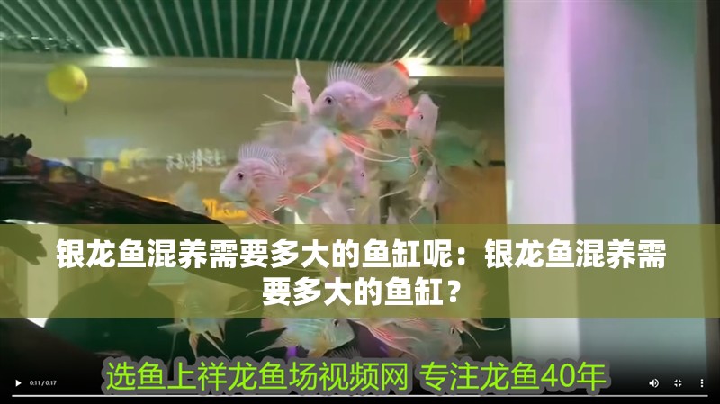 銀龍魚混養需要多大的魚缸呢：銀龍魚混養需要多大的魚缸？