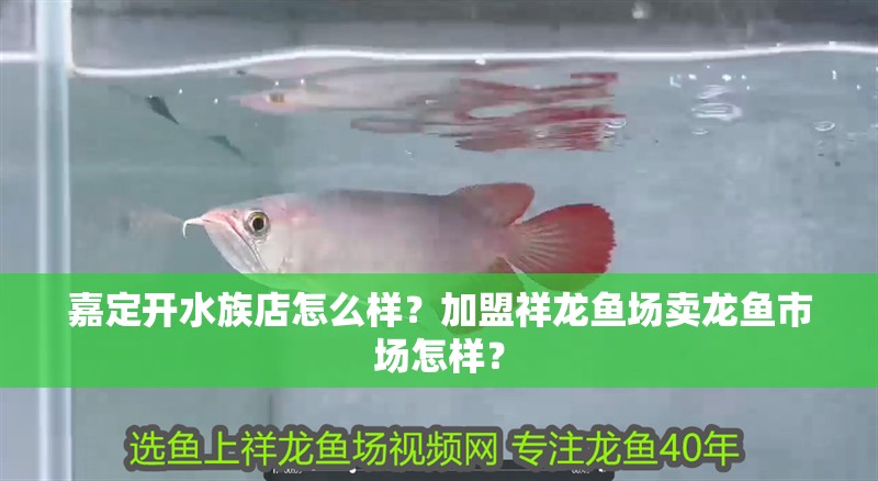 嘉定開水族店怎么樣？加盟祥龍魚場賣龍魚市場怎樣？