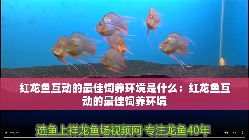 紅龍魚互動的最佳飼養環境是什么：紅龍魚互動的最佳飼養環境