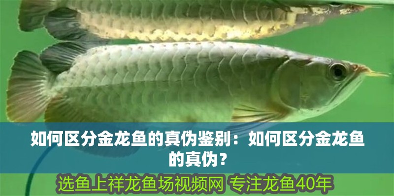 如何區分金龍魚的真偽鑒別：如何區分金龍魚的真偽？
