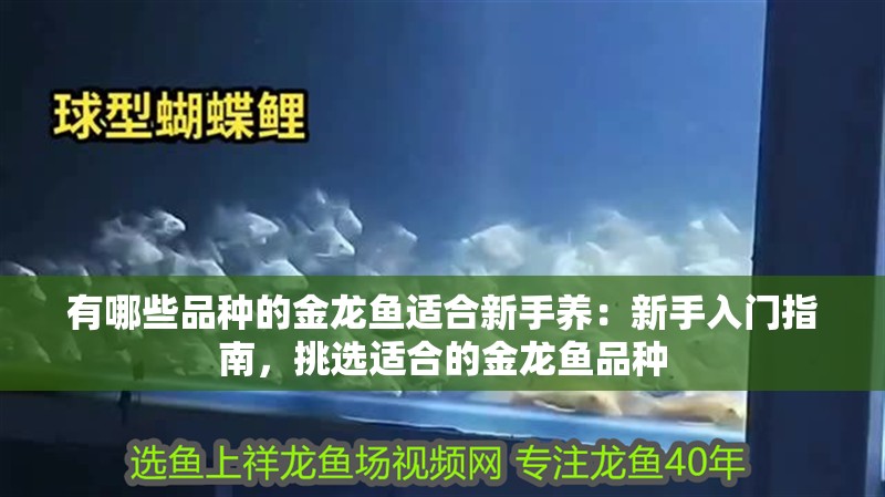 有哪些品種的金龍魚適合新手養：新手入門指南，挑選適合的金龍魚品種