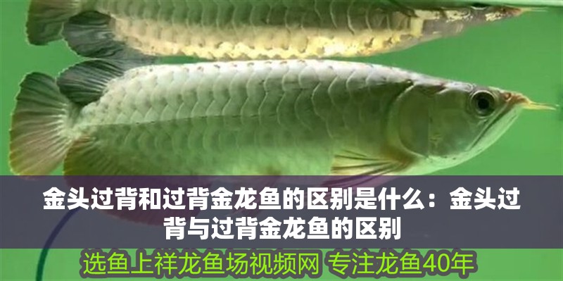 金頭過背和過背金龍魚的區別是什么：金頭過背與過背金龍魚的區別
