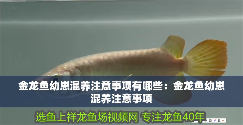 金龍魚幼崽混養注意事項有哪些：金龍魚幼崽混養注意事項