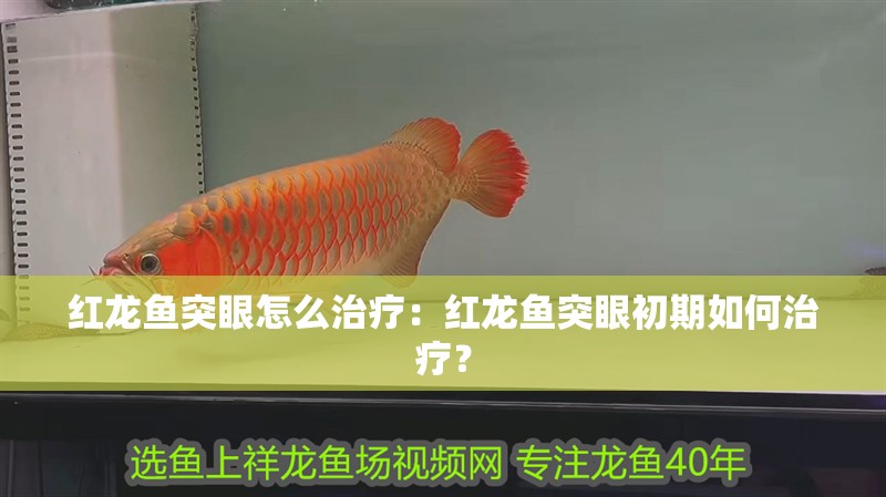 紅龍魚突眼怎么治療：紅龍魚突眼初期如何治療？