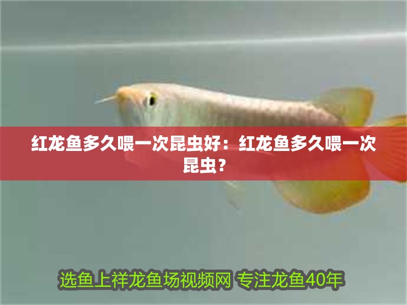 紅龍魚多久喂一次昆蟲好：紅龍魚多久喂一次昆蟲？