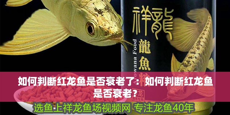 如何判斷紅龍魚(yú)是否衰老了：如何判斷紅龍魚(yú)是否衰老？