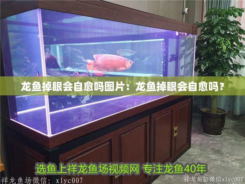 龍魚掉眼會自愈嗎圖片：龍魚掉眼會自愈嗎？