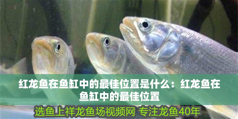紅龍魚在魚缸中的最佳位置是什么：紅龍魚在魚缸中的最佳位置