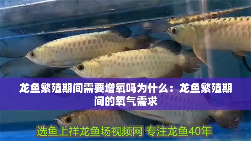 龍魚繁殖期間需要增氧嗎為什么：龍魚繁殖期間的氧氣需求