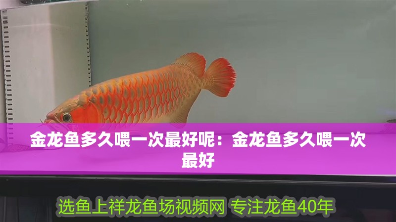 金龍魚多久喂一次最好呢：金龍魚多久喂一次最好