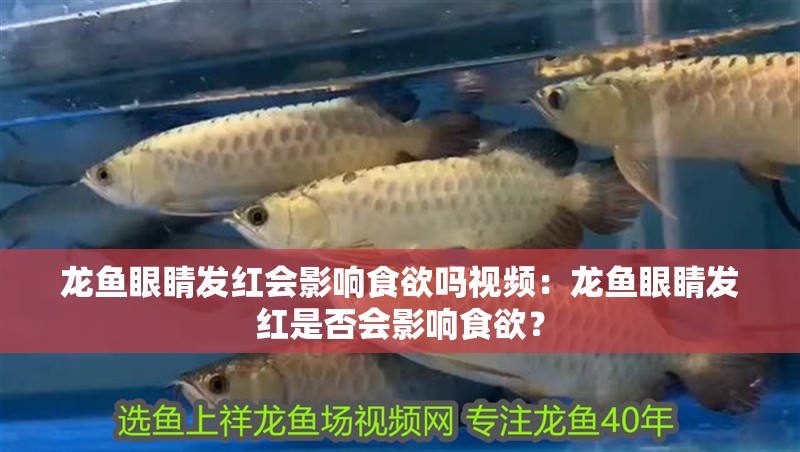 龍魚眼睛發紅會影響食欲嗎視頻：龍魚眼睛發紅是否會影響食欲？