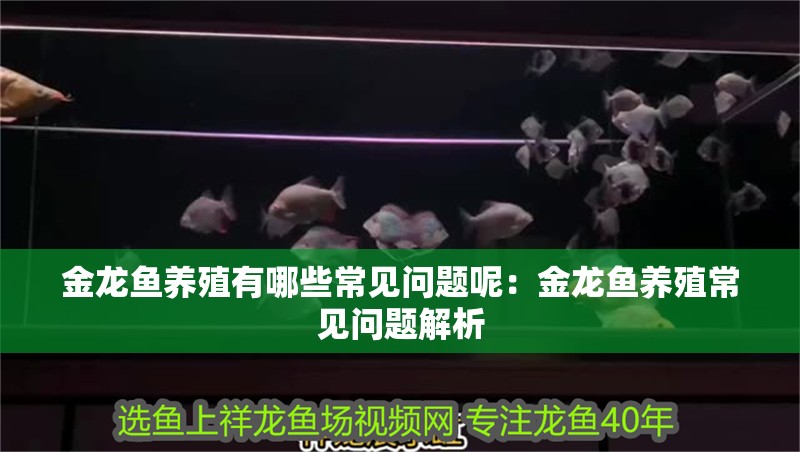 金龍魚養殖有哪些常見問題呢：金龍魚養殖常見問題解析