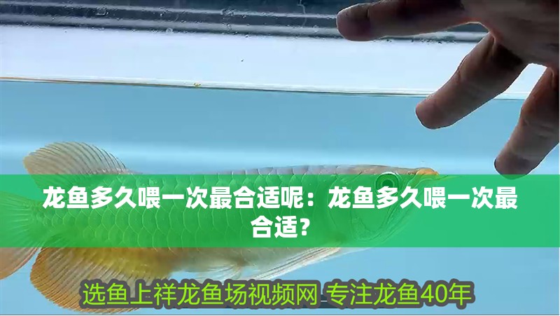 龍魚多久喂一次最合適呢：龍魚多久喂一次最合適？