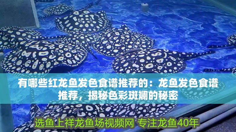 有哪些紅龍魚(yú)發(fā)色食譜推薦的：龍魚(yú)發(fā)色食譜推薦，揭秘色彩斑斕的秘密