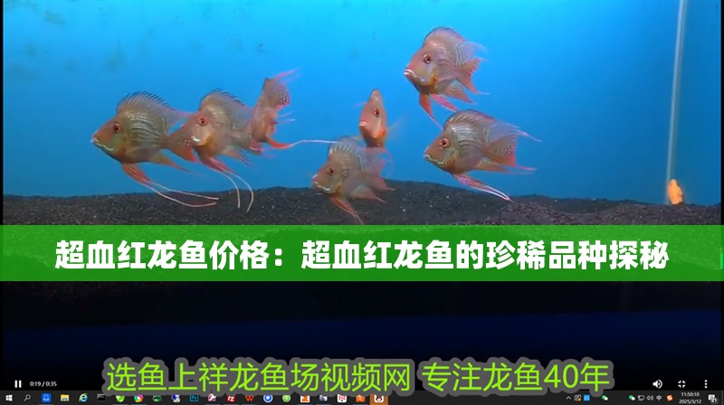 超血紅龍魚價格：超血紅龍魚的珍稀品種探秘 超血紅龍魚價格：超血紅龍魚的珍稀品種探秘 水族問答