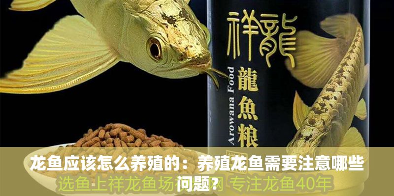 龍魚應該怎么養殖的：養殖龍魚需要注意哪些問題？