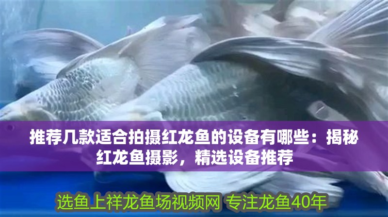 推薦幾款適合拍攝紅龍魚的設備有哪些：揭秘紅龍魚攝影，精選設備推薦
