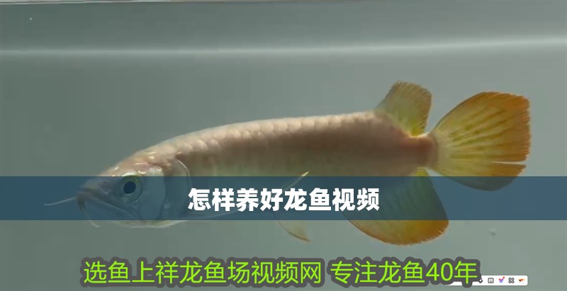怎樣養好龍魚視頻 怎樣養好龍魚視頻 龍魚百科