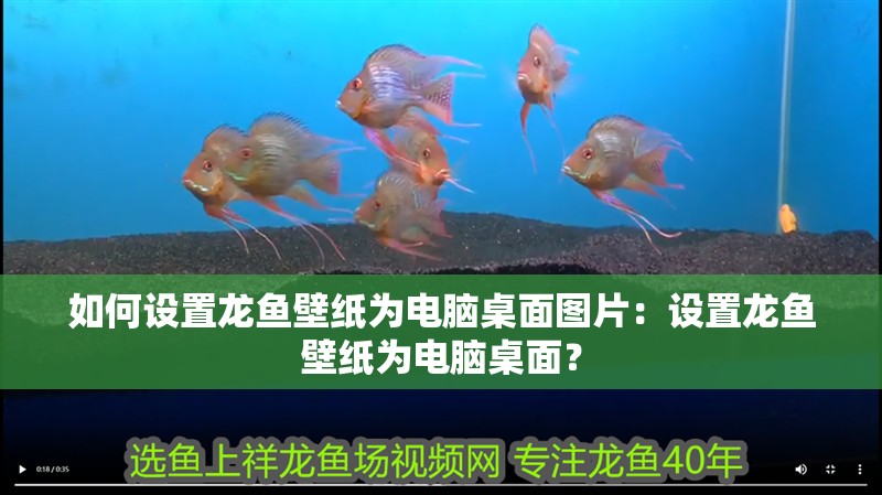 如何設置龍魚壁紙為電腦桌面圖片：設置龍魚壁紙為電腦桌面？