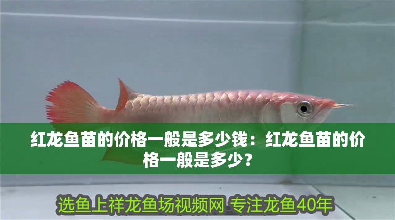 紅龍魚苗的價格一般是多少錢：紅龍魚苗的價格一般是多少？