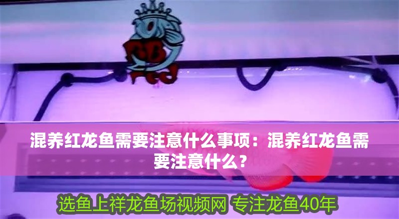 混養紅龍魚需要注意什么事項：混養紅龍魚需要注意什么？