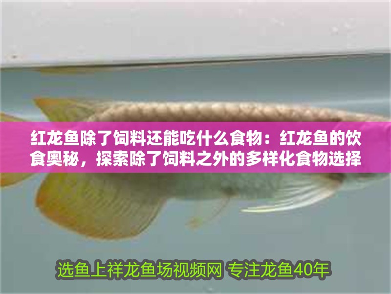 紅龍魚除了飼料還能吃什么食物：紅龍魚的飲食奧秘，探索除了飼料之外的多樣化食物選擇