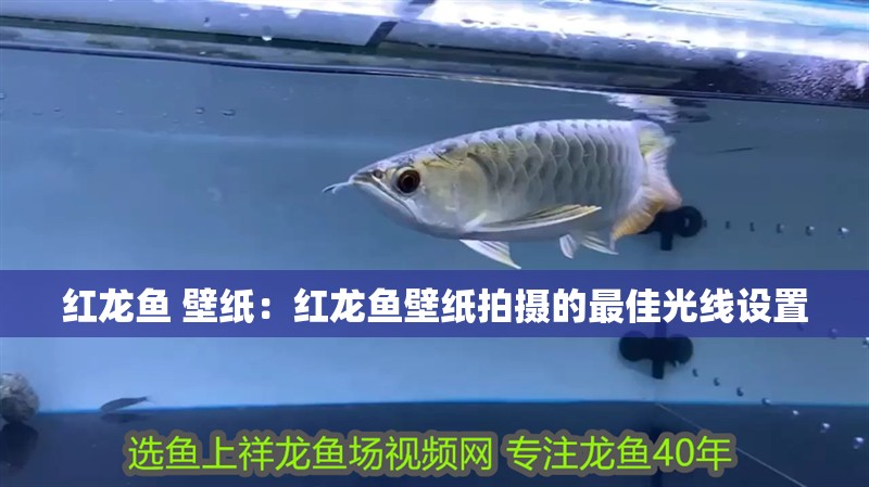 紅龍魚 壁紙：紅龍魚壁紙拍攝的最佳光線設置