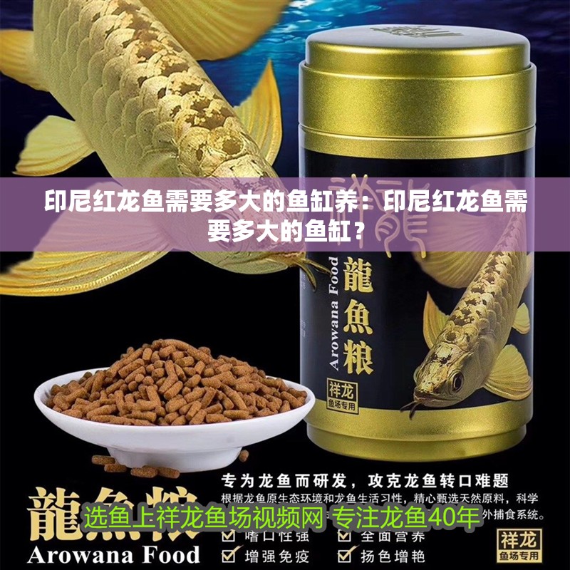 印尼紅龍魚需要多大的魚缸養：印尼紅龍魚需要多大的魚缸？