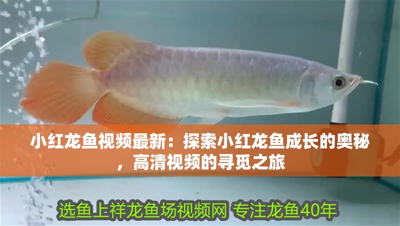 小紅龍魚視頻最新：探索小紅龍魚成長的奧秘，高清視頻的尋覓之旅