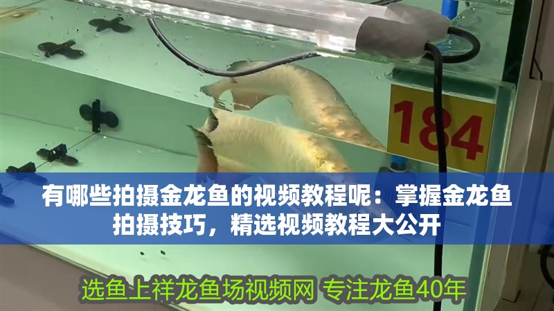 有哪些拍攝金龍魚的視頻教程呢：掌握金龍魚拍攝技巧，精選視頻教程大公開