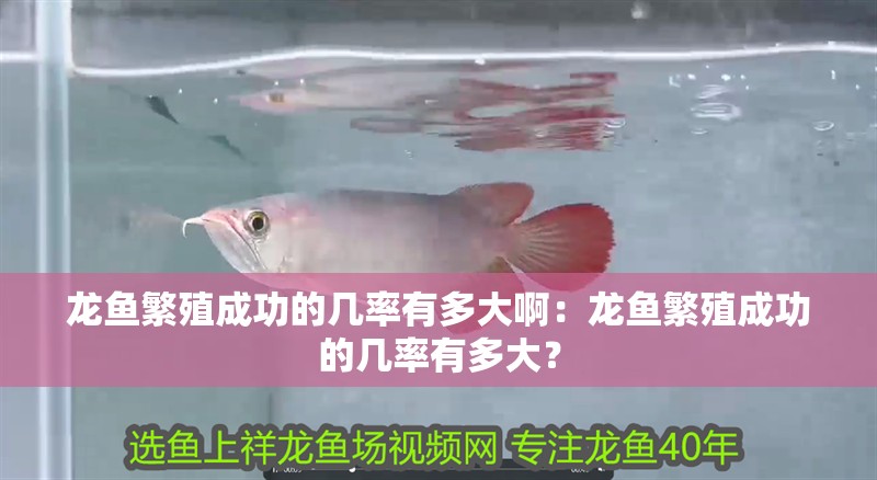 龍魚繁殖成功的幾率有多大啊：龍魚繁殖成功的幾率有多大？