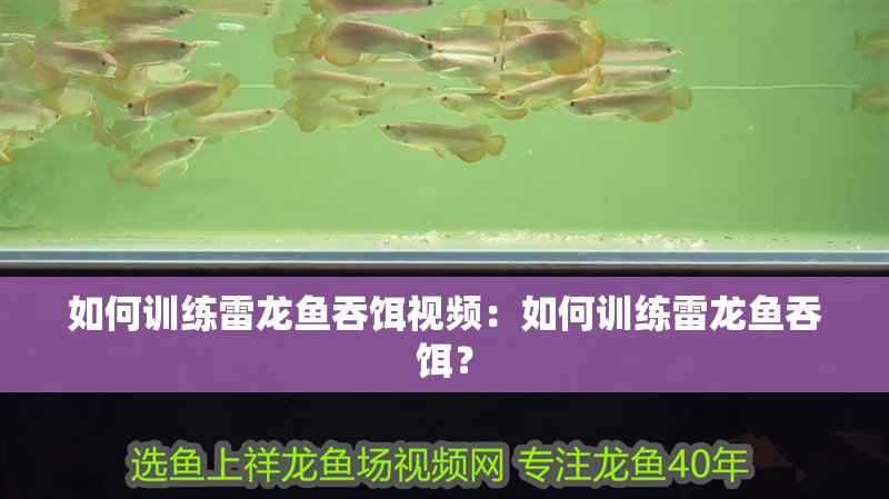 如何訓練雷龍魚吞餌視頻：如何訓練雷龍魚吞餌？