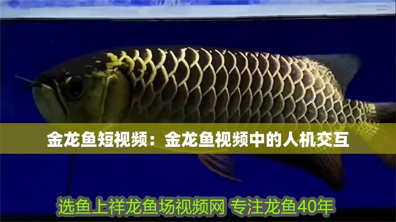 金龍魚短視頻：金龍魚視頻中的人機(jī)交互