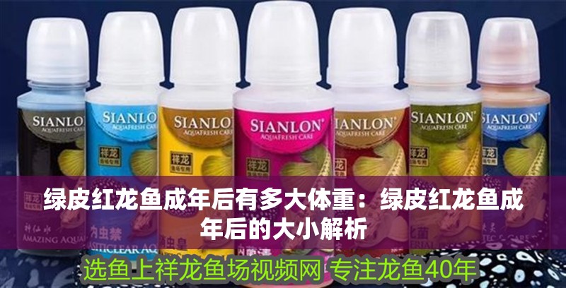 綠皮紅龍魚成年后有多大體重：綠皮紅龍魚成年后的大小解析