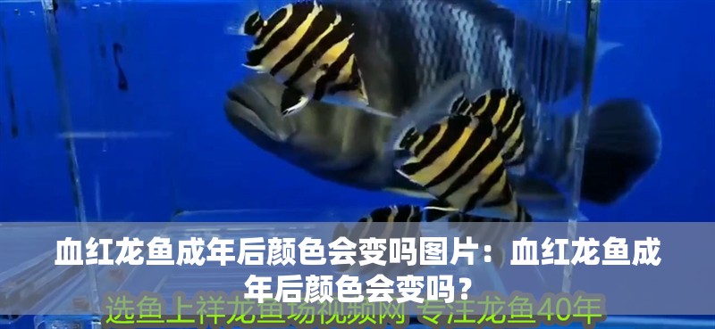 血紅龍魚成年后顏色會變嗎圖片：血紅龍魚成年后顏色會變嗎？