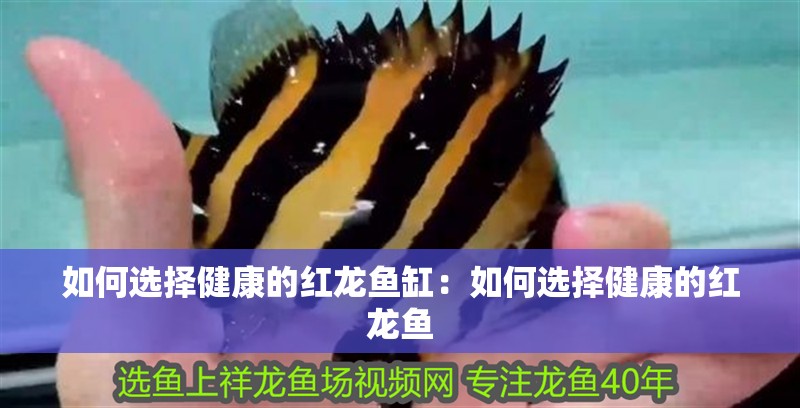 如何選擇健康的紅龍魚缸：如何選擇健康的紅龍魚