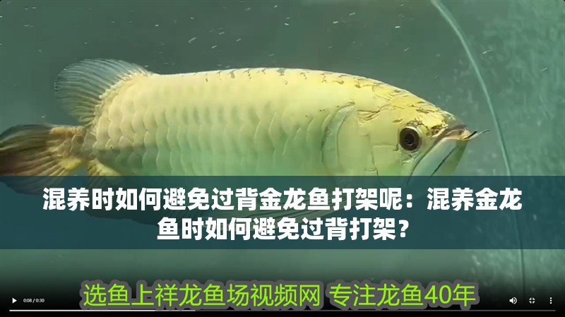 混養(yǎng)時(shí)如何避免過背金龍魚打架呢：混養(yǎng)金龍魚時(shí)如何避免過背打架？