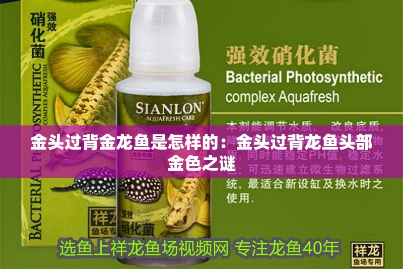金頭過背金龍魚是怎樣的：金頭過背龍魚頭部金色之謎