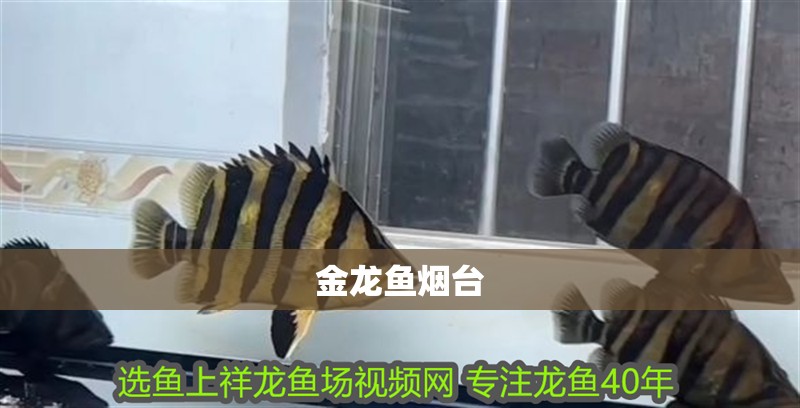 金龍魚煙臺