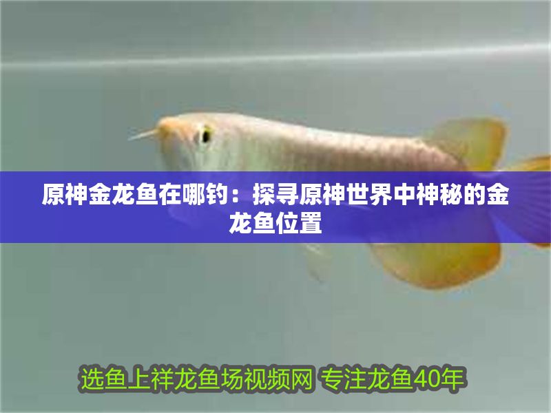 原神金龍魚在哪釣：探尋原神世界中神秘的金龍魚位置