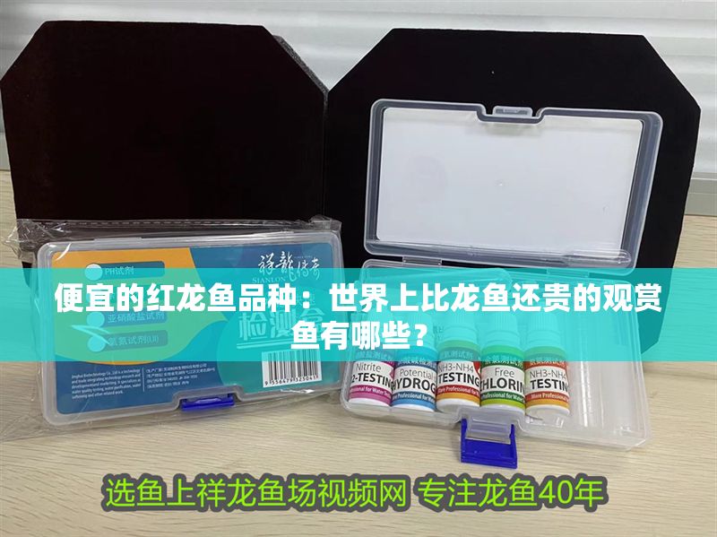便宜的紅龍魚品種：世界上比龍魚還貴的觀賞魚有哪些？