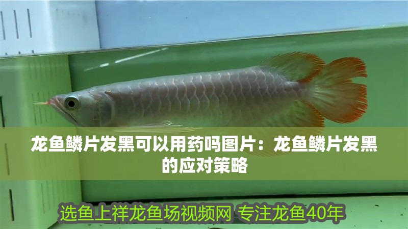 龍魚鱗片發(fā)黑可以用藥嗎圖片：龍魚鱗片發(fā)黑的應(yīng)對策略