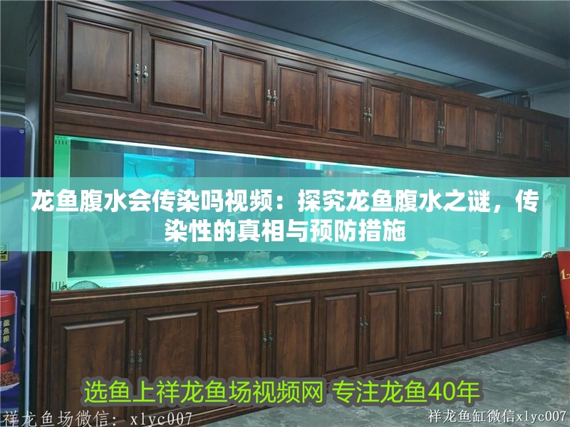 龍魚腹水會傳染嗎視頻：探究龍魚腹水之謎，傳染性的真相與預防措施