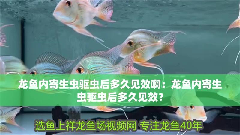 龍魚內寄生蟲驅蟲后多久見效啊：龍魚內寄生蟲驅蟲后多久見效？