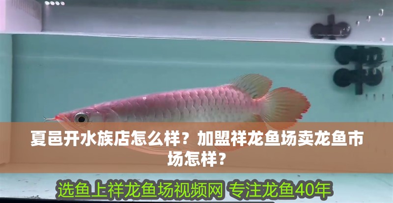 夏邑開水族店怎么樣？加盟祥龍魚場(chǎng)賣龍魚市場(chǎng)怎樣？