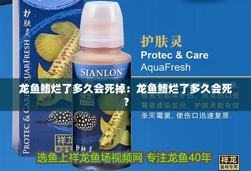 龍魚鰭爛了多久會死掉：龍魚鰭爛了多久會死？