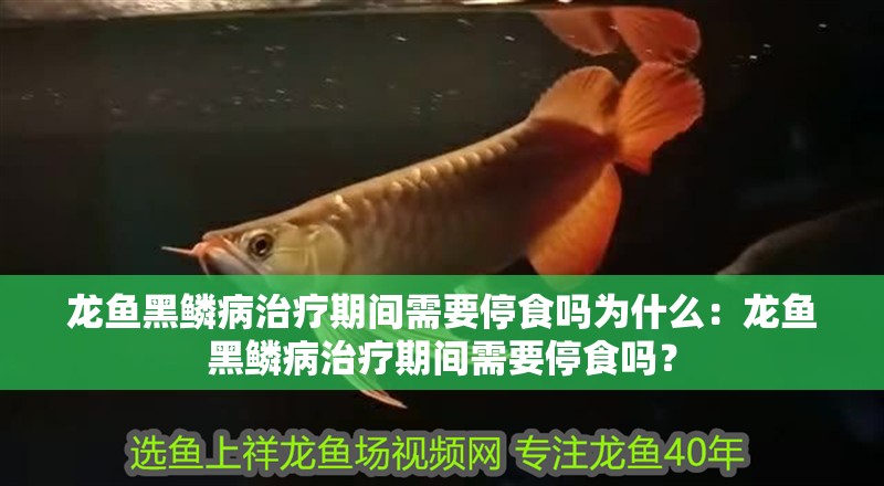 龍魚黑鱗病治療期間需要停食嗎為什么：龍魚黑鱗病治療期間需要停食嗎？