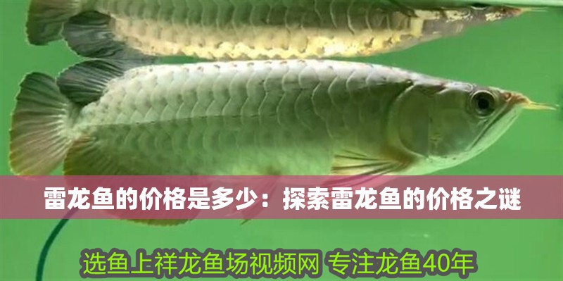 雷龍魚的價格是多少：探索雷龍魚的價格之謎