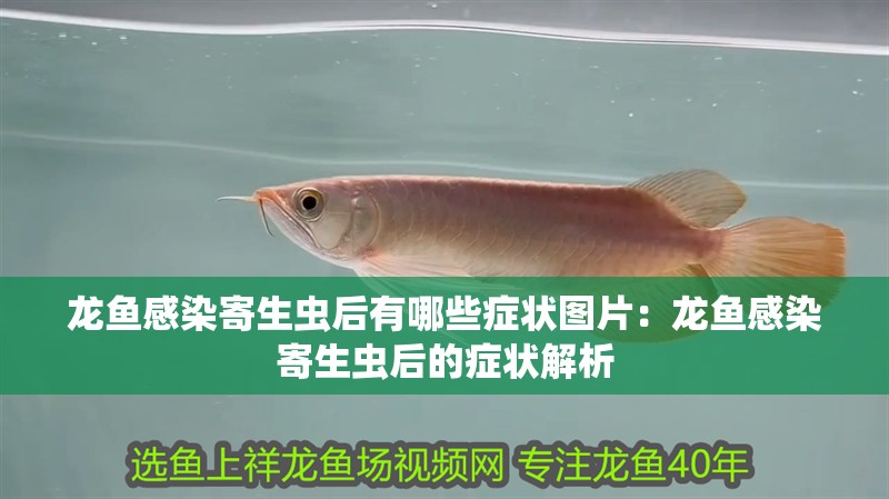 龍魚感染寄生蟲后有哪些癥狀圖片：龍魚感染寄生蟲后的癥狀解析