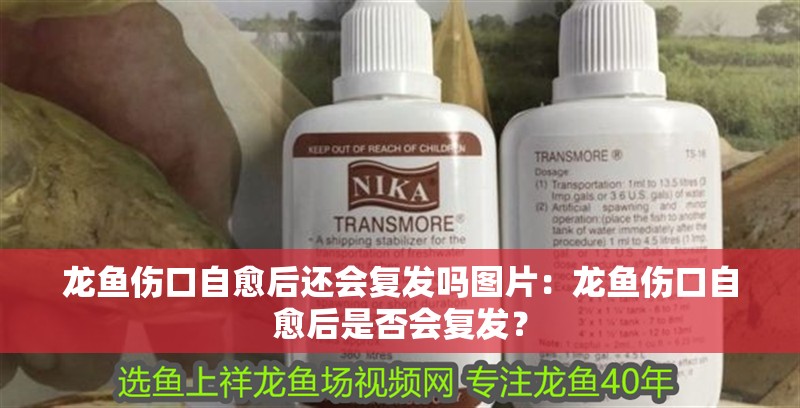 龍魚傷口自愈后還會復(fù)發(fā)嗎圖片：龍魚傷口自愈后是否會復(fù)發(fā)？